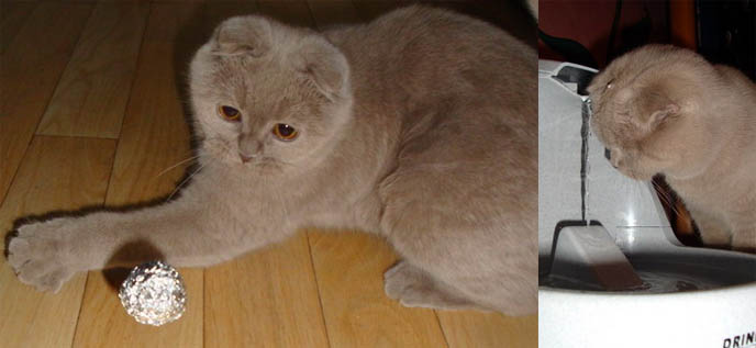 BABY LILIC GREY SCOTTISH FOLD KITTEN FROM GERMANY. WHERE TO FIND CUTE, PUREBRED FOLDS IN EUROPE. BABY SCOTTISH FOLD CATS, PET CAT PHOTOS AND OWNER, STUFF ON MY CAT, CATS DRINKING FOUNTAINS, ADORABLE cutest scottish fold kittens and cats, スコティッシュフォールド, 猫