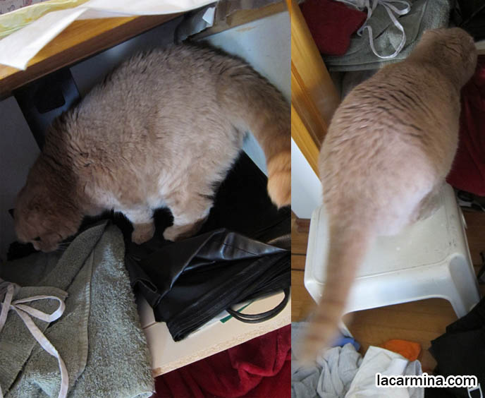 CAT HIDING IN CLOSET, WHY DO CATS LIKE TO SLEEP IN CLOSETS & SMALL SPACES. CREAM COLORED FUR ON CAT, YELLOW CATS WITH BROWN NOSES, TEDDY BEAR BREED OF KITTEN. MUNCHKIN SCOTTISH FOLD CATS, RARE SHORT LEG BREED OF CAT. CARING FOR MUNCHKINS WITH TINY PAWS. SCOTTISH FOLD BREEDER KITTENS,  スコティッシュフォールド, 猫