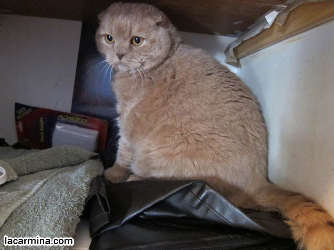 CAT HIDING IN CLOSET, WHY DO CATS LIKE TO SLEEP IN CLOSETS & SMALL SPACES. CREAM COLORED FUR ON CAT, YELLOW CATS WITH BROWN NOSES, TEDDY BEAR BREED OF KITTEN. MUNCHKIN SCOTTISH FOLD CATS, RARE SHORT LEG BREED OF CAT. CARING FOR MUNCHKINS WITH TINY PAWS. SCOTTISH FOLD BREEDER KITTENS,  スコティッシュフォールド, 猫