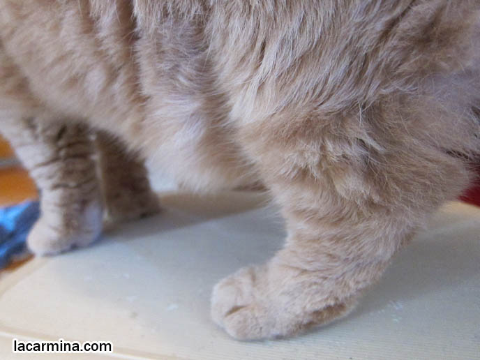 cat's hind legs, close up of feet and paws, CAT HIDING IN CLOSET, WHY DO CATS LIKE TO SLEEP IN CLOSETS & SMALL SPACES. CREAM COLORED FUR ON CAT, YELLOW CATS WITH BROWN NOSES, TEDDY BEAR BREED OF KITTEN. MUNCHKIN SCOTTISH FOLD CATS, RARE SHORT LEG BREED OF CAT. CARING FOR MUNCHKINS WITH TINY PAWS. SCOTTISH FOLD BREEDER KITTENS,  スコティッシュフォールド, 猫