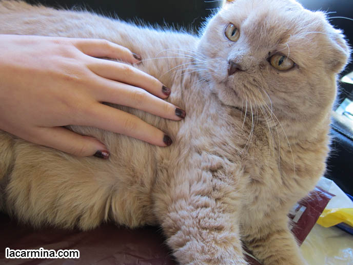CAT MASSAGE, PET RELAXATION TECHNIQUES, MASSAGING PETS FOR HEALTH BENEFITS. CREAM COLORED FUR ON CAT, YELLOW CATS WITH BROWN NOSES, TEDDY BEAR BREED OF KITTEN. MUNCHKIN SCOTTISH FOLD CATS, RARE SHORT LEG BREED OF CAT. CARING FOR MUNCHKINS WITH TINY PAWS. SCOTTISH FOLD BREEDER KITTENS,  スコティッシュフォールド, 猫