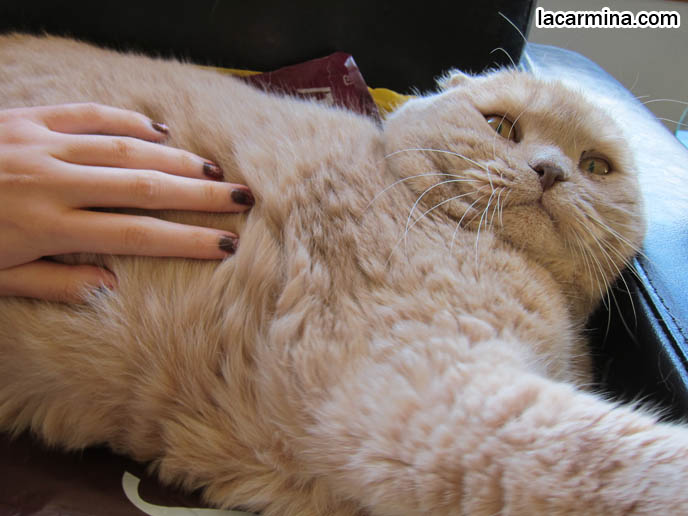 cat massaging cat techniques cutest scottish fold cat in the world basil farrow cat massaging cat techniques cutest scottish fold cat in the world basil farrow