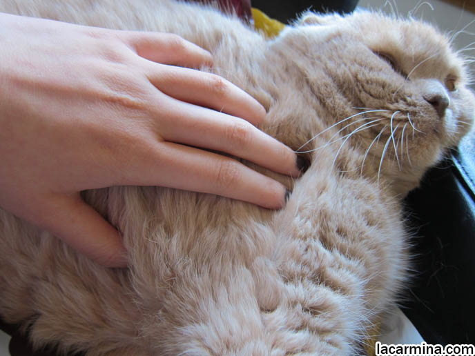 CAT MASSAGE, PET RELAXATION TECHNIQUES, MASSAGING PETS FOR HEALTH BENEFITS. CREAM COLORED FUR ON CAT, YELLOW CATS WITH BROWN NOSES, TEDDY BEAR BREED OF KITTEN. MUNCHKIN SCOTTISH FOLD CATS, RARE SHORT LEG BREED OF CAT. CARING FOR MUNCHKINS WITH TINY PAWS. SCOTTISH FOLD BREEDER KITTENS,  スコティッシュフォールド, 猫