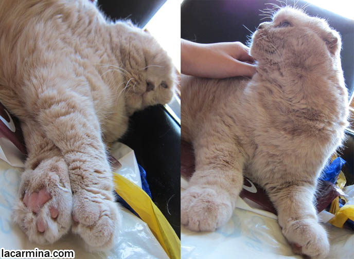 CAT MASSAGE, PET RELAXATION TECHNIQUES, MASSAGING PETS FOR HEALTH BENEFITS. CREAM COLORED FUR ON CAT, YELLOW CATS WITH BROWN NOSES, TEDDY BEAR BREED OF KITTEN. MUNCHKIN SCOTTISH FOLD CATS, RARE SHORT LEG BREED OF CAT. CARING FOR MUNCHKINS WITH TINY PAWS. SCOTTISH FOLD BREEDER KITTENS,  スコティッシュフォールド, 猫
