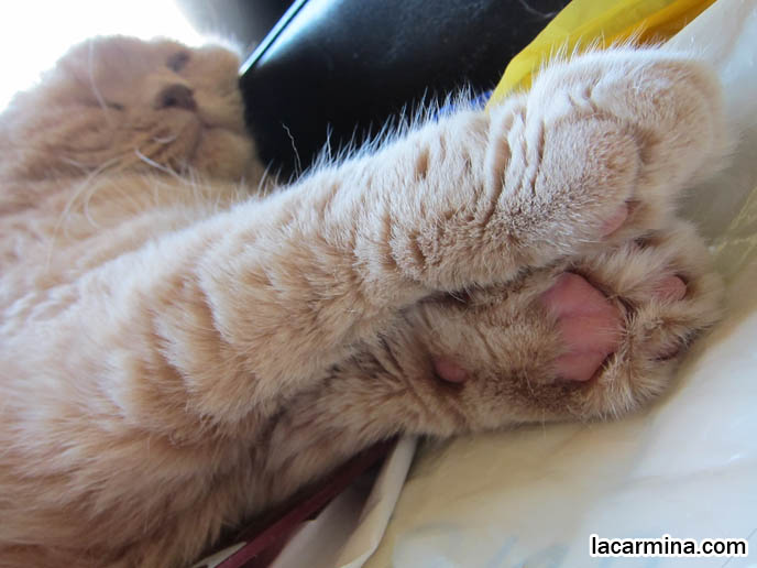 LAZY HAPPY CAT, SCOTTISH FOLD GETTING CHIN RUBBED. STROKING PETS TO RELAX, REDUCE STRESS. CAT MASSAGE, PET RELAXATION TECHNIQUES, MASSAGING PETS FOR HEALTH BENEFITS. CREAM COLORED FUR ON CAT, MUNCHKINS WITH TINY PAWS. SCOTTISH FOLD BREEDER KITTENS,  スコティッシュフォールド, 猫