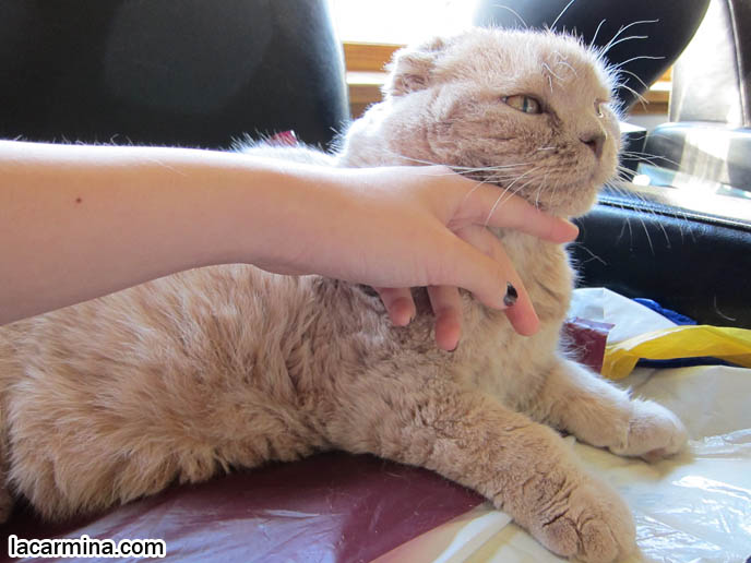 LAZY HAPPY CAT, SCOTTISH FOLD GETTING CHIN RUBBED. STROKING PETS TO RELAX, REDUCE STRESS. CAT MASSAGE, PET RELAXATION TECHNIQUES, MASSAGING PETS FOR HEALTH BENEFITS. CREAM COLORED FUR ON CAT, MUNCHKINS WITH TINY PAWS. SCOTTISH FOLD BREEDER KITTENS,  スコティッシュフォールド, 猫