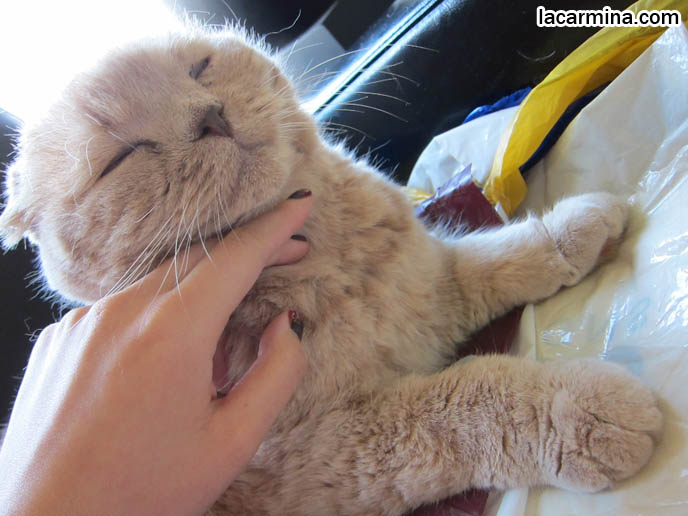 LAZY HAPPY CAT, SCOTTISH FOLD GETTING CHIN RUBBED. STROKING PETS TO RELAX, REDUCE STRESS. CAT MASSAGE, PET RELAXATION TECHNIQUES, MASSAGING PETS FOR HEALTH BENEFITS. CREAM COLORED FUR ON CAT, MUNCHKINS WITH TINY PAWS. SCOTTISH FOLD BREEDER KITTENS,  スコティッシュフォールド, 猫