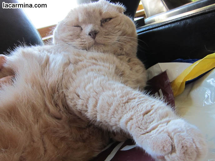 how many hours a day do cats sleep napping cats lazy pets sleeping cutest scottish fold cat how many hours a day do cats sleep napping cats lazy pets sleeping cutest scottish fold cat