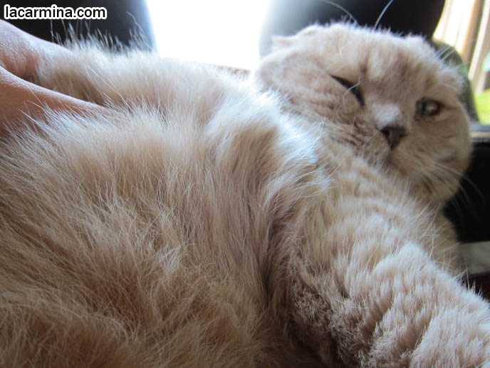 how many hours a day do cats sleep napping cats lazy pets sleeping cutest scottish fold cat how many hours a day do cats sleep napping cats lazy pets sleeping cutest scottish fold cat