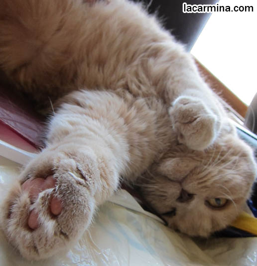 how many hours a day do cats sleep napping cats lazy pets sleeping cutest scottish fold cat how many hours a day do cats sleep napping cats lazy pets sleeping cutest scottish fold cat