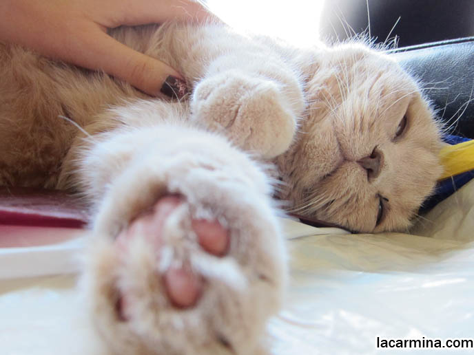 SMALLEST EARS SCOTTISH FOLD CAT, TIGHTLY FOLDED EARS. PINK PADS ON PAWS, CATS FOOTPRINTS. HOW MANY HOURS A DAY DO CATS SLEEP, NAPPING CATS, LAZY PETS SLEEPING. LAZY HAPPY CAT, SCOTTISH FOLD GETTING CHIN RUBBED. STROKING PETS TO RELAX, REDUCE STRESS. CAT MASSAGE, PET RELAXATION, CREAM COLORED FUR, MUNCHKINS WITH TINY PAWS. SCOTTISH FOLD BREEDER KITTENS,  スコティッシュフォールド, 猫