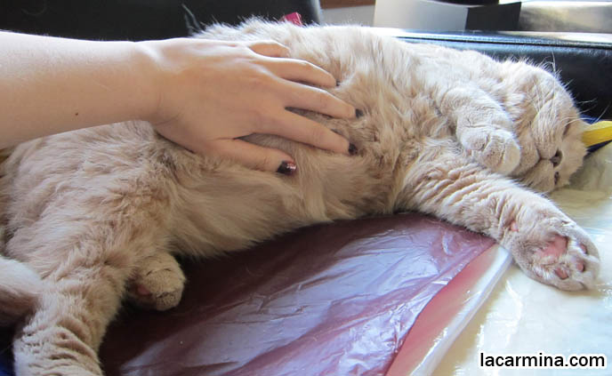 SMALLEST EARS SCOTTISH FOLD CAT, TIGHTLY FOLDED EARS. PINK PADS ON PAWS, CATS FOOTPRINTS. HOW MANY HOURS A DAY DO CATS SLEEP, NAPPING CATS, LAZY PETS SLEEPING. LAZY HAPPY CAT, SCOTTISH FOLD GETTING CHIN RUBBED. STROKING PETS TO RELAX, REDUCE STRESS. CAT MASSAGE, PET RELAXATION, CREAM COLORED FUR, MUNCHKINS WITH TINY PAWS. SCOTTISH FOLD BREEDER KITTENS,  スコティッシュフォールド, 猫