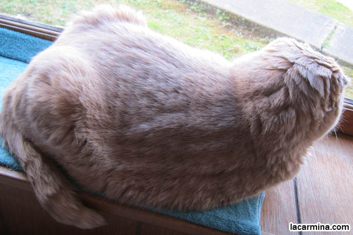 TINY FOLDED EARS SCOTTISH FOLD PUREBRED CAT, BEST QUALITY SHOW BREED SCOTTISH FOLDS, CATS WITH NO EARS. FAT CAT SCOTTISH FOLDS, BIG ROUND YELLOW GARFIELD CAT, SITTING AT WINDOWSILL. LOOKING OUTSIDE WINDOW, WAITING FOR CATS. SCOTTISH FOLD BREEDER KITTENS, スコティッシュフォールド, 猫