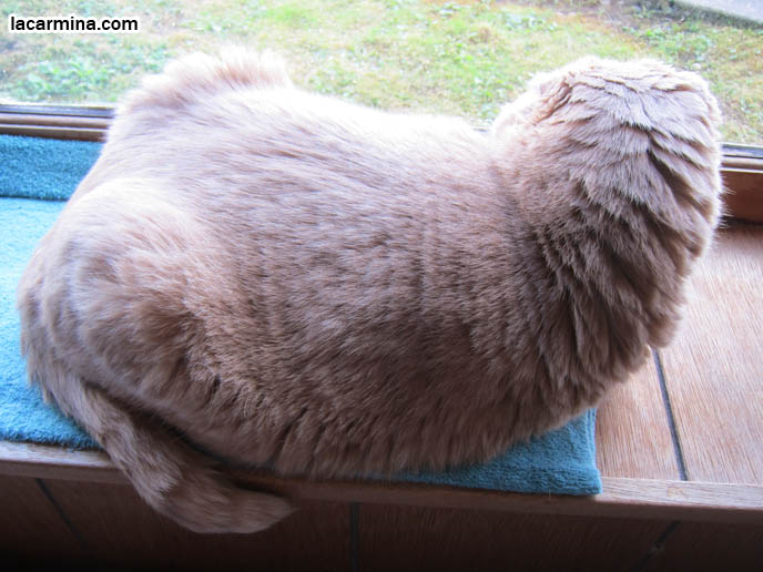 FAT CAT SCOTTISH FOLDS, BIG ROUND YELLOW GARFIELD CAT, SITTING AT WINDOWSILL. LOOKING OUTSIDE WINDOW, WAITING FOR CATS. SCOTTISH FOLD BREEDER KITTENS, スコティッシュフォールド, 猫