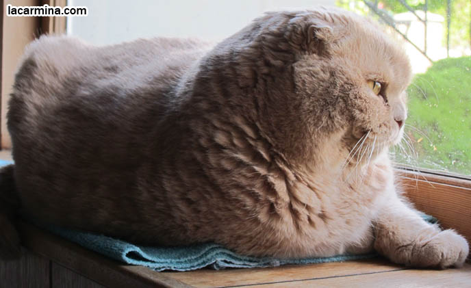 FAT CAT SCOTTISH FOLDS, BIG ROUND YELLOW GARFIELD CAT, SITTING AT WINDOWSILL. LOOKING OUTSIDE WINDOW, WAITING FOR CATS. SCOTTISH FOLD BREEDER KITTENS, スコティッシュフォールド, 猫