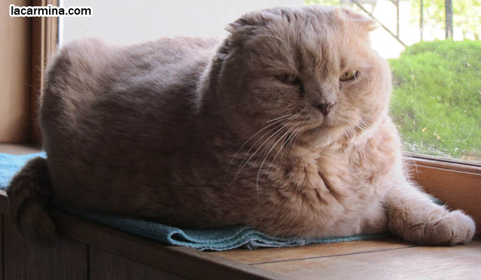 FAT CAT SCOTTISH FOLDS, BIG ROUND YELLOW GARFIELD CAT, SITTING AT WINDOWSILL. LOOKING OUTSIDE WINDOW, WAITING FOR CATS. SCOTTISH FOLD BREEDER KITTENS, スコティッシュフォールド, 猫