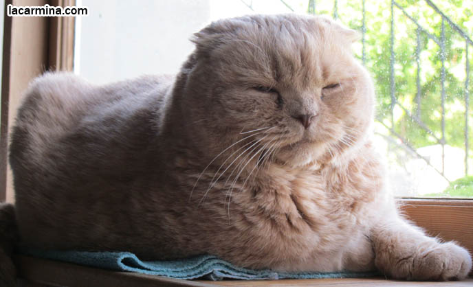 FAT CAT SCOTTISH FOLDS, BIG ROUND YELLOW GARFIELD CAT, SITTING AT WINDOWSILL. LOOKING OUTSIDE WINDOW, WAITING FOR CATS. SCOTTISH FOLD BREEDER KITTENS, スコティッシュフォールド, 猫
