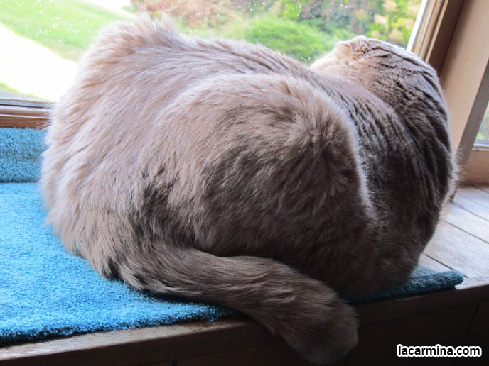 TINY FOLDED EARS SCOTTISH FOLD PUREBRED CAT, BEST QUALITY SHOW BREED SCOTTISH FOLDS, CATS WITH NO EARS. FAT CAT SCOTTISH FOLDS, BIG ROUND YELLOW GARFIELD CAT, SITTING AT WINDOWSILL. LOOKING OUTSIDE WINDOW, WAITING FOR CATS. SCOTTISH FOLD BREEDER KITTENS, スコティッシュフォールド, 猫