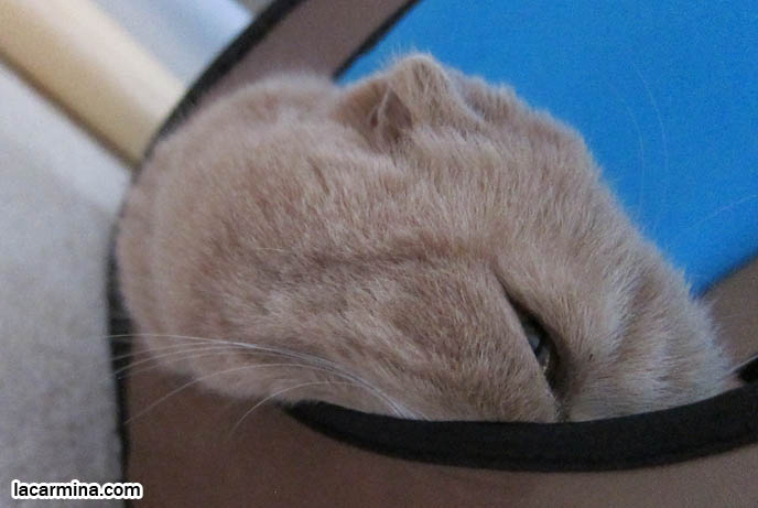 CAT STICKING HEAD OUT OF HOLE IN BOX. FUNNY FACE LOLCAT, SQUISHED CHEEKS, ROUND YELLOW HEAD. SPORT PET JAPANESE CAT CLIMBING EQUIPMENT, CUBES, PLAY EQUIPMENT. KITTEN HEAD POKING OUT OF BOX. TINY FOLDED EARS SCOTTISH FOLD PUREBRED CAT, BEST QUALITY SHOW BREED SCOTTISH FOLDS, CATS WITH NO EARS. FAT CAT SCOTTISH FOLDS, BIG ROUND YELLOW GARFIELD CAT, sCOTTISH FOLD BREEDER KITTENS, スコティッシュフォールド, 猫