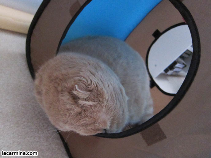 CAT STICKING HEAD OUT OF HOLE IN BOX. FUNNY FACE LOLCAT, SQUISHED CHEEKS, ROUND YELLOW HEAD. SPORT PET JAPANESE CAT CLIMBING EQUIPMENT, CUBES, PLAY EQUIPMENT. KITTEN HEAD POKING OUT OF BOX. TINY FOLDED EARS SCOTTISH FOLD PUREBRED CAT, BEST QUALITY SHOW BREED SCOTTISH FOLDS, CATS WITH NO EARS. FAT CAT SCOTTISH FOLDS, BIG ROUND YELLOW GARFIELD CAT, sCOTTISH FOLD BREEDER KITTENS, スコティッシュフォールド, 猫