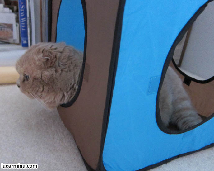 SPORT PET JAPANESE CAT CLIMBING EQUIPMENT, CUBES, PLAY EQUIPMENT. KITTEN HEAD POKING OUT OF BOX. TINY FOLDED EARS SCOTTISH FOLD PUREBRED CAT, BEST QUALITY SHOW BREED SCOTTISH FOLDS, CATS WITH NO EARS. FAT CAT SCOTTISH FOLDS, BIG ROUND YELLOW GARFIELD CAT, sCOTTISH FOLD BREEDER KITTENS, スコティッシュフォールド, 猫
