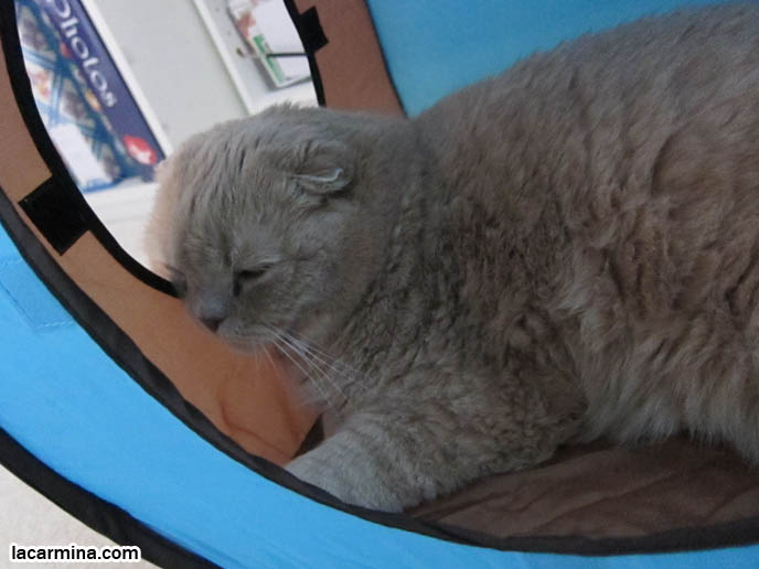 SPORT PET JAPANESE CAT CLIMBING EQUIPMENT, CUBES, PLAY EQUIPMENT. KITTEN HEAD POKING OUT OF BOX. TINY FOLDED EARS SCOTTISH FOLD PUREBRED CAT, BEST QUALITY SHOW BREED SCOTTISH FOLDS, CATS WITH NO EARS. FAT CAT SCOTTISH FOLDS, BIG ROUND YELLOW GARFIELD CAT, sCOTTISH FOLD BREEDER KITTENS, スコティッシュフォールド, 猫