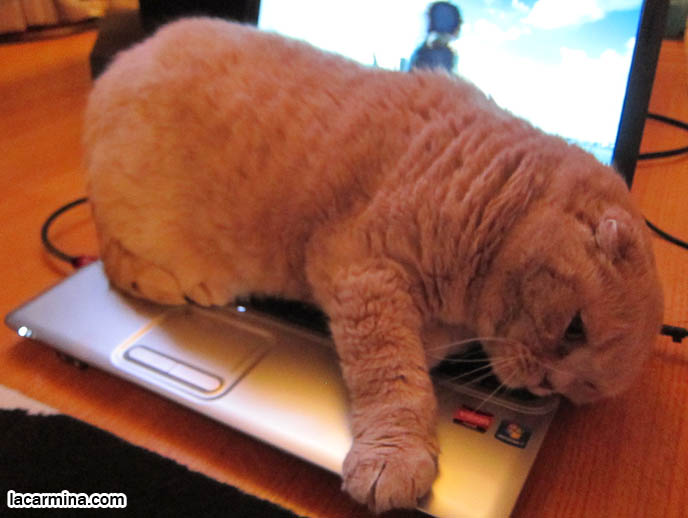 CAT LYING ON COMPUTER KEYBOARD, LAPTOP LOLCAT. WHY DO CATS SIT ON YOUR