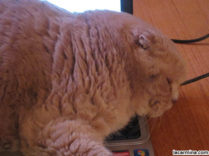 CAT LYING ON COMPUTER KEYBOARD, LAPTOP LOLCAT. WHY DO CATS SIT ON YOUR COMPUTERS MONITORS.