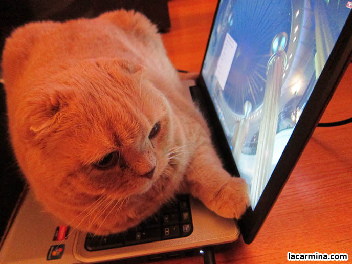 CATS RARE BREED, CAT LYING ON COMPUTER KEYBOARD, LAPTOP LOLCAT. WHY DO CATS SIT ON YOUR COMPUTERS MONITORS. TINY FOLDED EARS SCOTTISH FOLD PUREBRED CAT, BEST QUALITY SHOW BREED SCOTTISH FOLDS, CATS WITH NO EARS. FAT CAT SCOTTISH FOLDS, BIG ROUND YELLOW GARFIELD CAT, sCOTTISH FOLD BREEDER KITTENS, スコティッシュフォールド, 猫