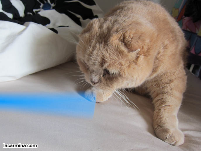 CUTE CAT PLAYING WITH STRAW, PUSHING OBJECTS OFF LEDGE. TIPS FOR PLAYING WITH CATS, FUN TOYS. CATS RARE BREED, FAT CATS, BREEDERS OF COUPARI, TINY FOLDED EARS SCOTTISH FOLD PUREBRED CAT, BEST QUALITY SHOW BREED SCOTTISH FOLDS, CATS WITH NO EARS. sCOTTISH FOLD BREEDER KITTENS, スコティッシュフォールド, 猫