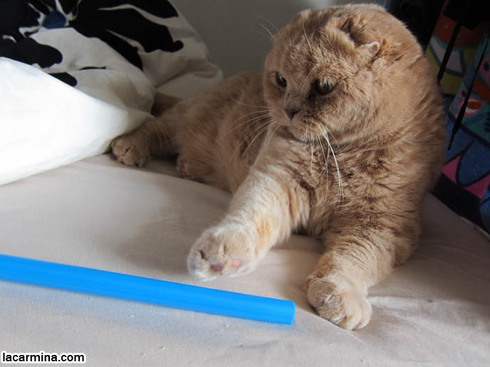 CUTE CAT PLAYING WITH STRAW, PUSHING OBJECTS OFF LEDGE. TIPS FOR PLAYING WITH CATS, FUN TOYS. CATS RARE BREED, FAT CATS, BREEDERS OF COUPARI, TINY FOLDED EARS SCOTTISH FOLD PUREBRED CAT, BEST QUALITY SHOW BREED SCOTTISH FOLDS, CATS WITH NO EARS. sCOTTISH FOLD BREEDER KITTENS, スコティッシュフォールド, 猫