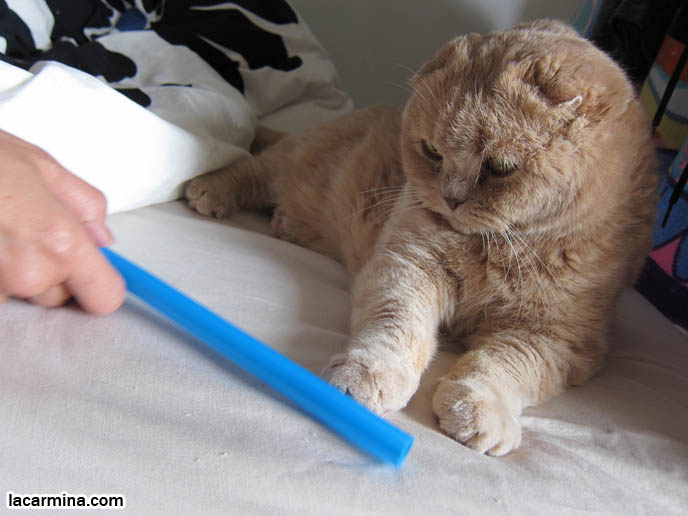 CUTE CAT PLAYING WITH STRAW, PUSHING OBJECTS OFF LEDGE. TIPS FOR PLAYING WITH CATS, FUN TOYS. CATS RARE BREED, FAT CATS, BREEDERS OF COUPARI, TINY FOLDED EARS SCOTTISH FOLD PUREBRED CAT, BEST QUALITY SHOW BREED SCOTTISH FOLDS, CATS WITH NO EARS. sCOTTISH FOLD BREEDER KITTENS, スコティッシュフォールド, 猫