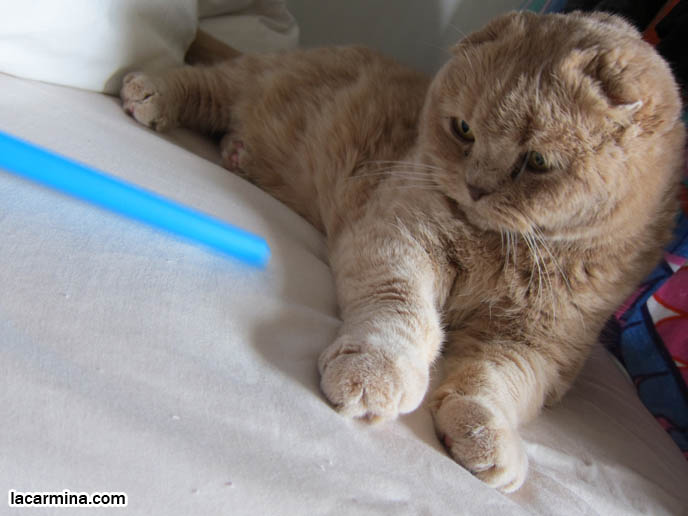 CUTE CAT PLAYING WITH STRAW, PUSHING OBJECTS OFF LEDGE. TIPS FOR PLAYING WITH CATS, FUN TOYS. CATS RARE BREED, FAT CATS, BREEDERS OF COUPARI, TINY FOLDED EARS SCOTTISH FOLD PUREBRED CAT, BEST QUALITY SHOW BREED SCOTTISH FOLDS, CATS WITH NO EARS. sCOTTISH FOLD BREEDER KITTENS, スコティッシュフォールド, 猫