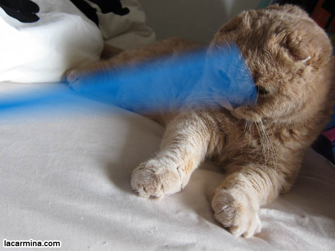 CUTE CAT PLAYING WITH STRAW, PUSHING OBJECTS OFF LEDGE. TIPS FOR PLAYING WITH CATS, FUN TOYS. CATS RARE BREED, FAT CATS, BREEDERS OF COUPARI, TINY FOLDED EARS SCOTTISH FOLD PUREBRED CAT, BEST QUALITY SHOW BREED SCOTTISH FOLDS, CATS WITH NO EARS. sCOTTISH FOLD BREEDER KITTENS, スコティッシュフォールド, 猫