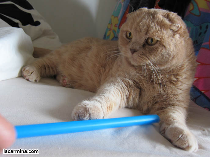 CUTE CAT PLAYING WITH STRAW, PUSHING OBJECTS OFF LEDGE. TIPS FOR PLAYING WITH CATS, FUN TOYS. CATS RARE BREED, FAT CATS, BREEDERS OF COUPARI, TINY FOLDED EARS SCOTTISH FOLD PUREBRED CAT, BEST QUALITY SHOW BREED SCOTTISH FOLDS, CATS WITH NO EARS. sCOTTISH FOLD BREEDER KITTENS, スコティッシュフォールド, 猫