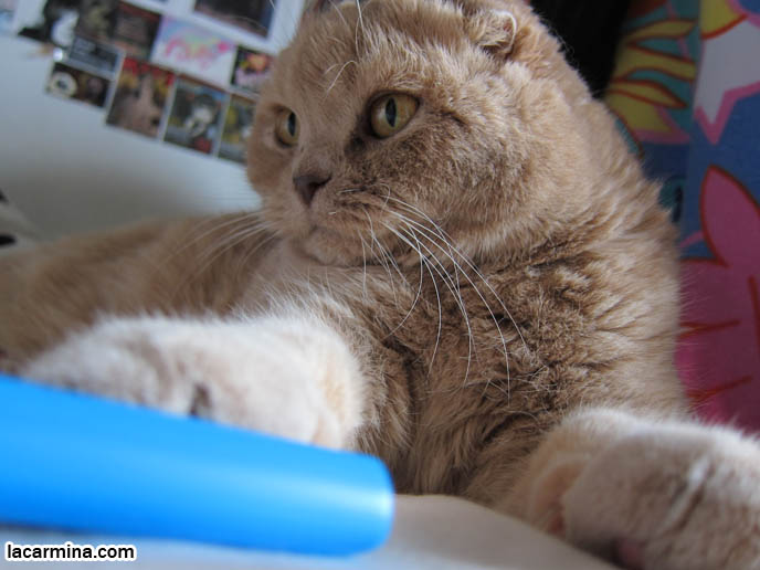 PHOTOS OF CUTEST CAT IN THE WORLD. CONTEST FOR MOST ADORABLE KITTY. CAT SHOW WINNERS. CUTE CAT PLAYING WITH STRAW, PUSHING OBJECTS OFF LEDGE. TIPS FOR PLAYING WITH CATS, FUN TOYS. CATS RARE BREED, FAT CATS, BREEDERS OF COUPARI, TINY FOLDED EARS SCOTTISH FOLD PUREBRED CAT, BEST QUALITY SHOW BREED SCOTTISH FOLDS, CATS WITH NO EARS. sCOTTISH FOLD BREEDER KITTENS, スコティッシュフォールド, 猫