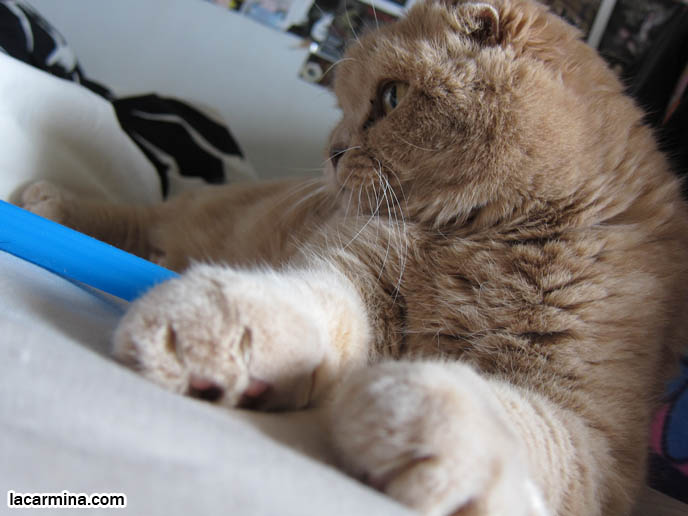 PHOTOS OF CUTEST CAT IN THE WORLD. CONTEST FOR MOST ADORABLE KITTY. CAT SHOW WINNERS. CUTE CAT PLAYING WITH STRAW, PUSHING OBJECTS OFF LEDGE. TIPS FOR PLAYING WITH CATS, FUN TOYS. CATS RARE BREED, FAT CATS, BREEDERS OF COUPARI, TINY FOLDED EARS SCOTTISH FOLD PUREBRED CAT, BEST QUALITY SHOW BREED SCOTTISH FOLDS, CATS WITH NO EARS. sCOTTISH FOLD BREEDER KITTENS, スコティッシュフォールド, 猫