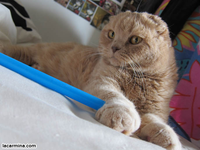 PHOTOS OF CUTEST CAT IN THE WORLD. CONTEST FOR MOST ADORABLE KITTY. CAT SHOW WINNERS. CUTE CAT PLAYING WITH STRAW, PUSHING OBJECTS OFF LEDGE. TIPS FOR PLAYING WITH CATS, FUN TOYS. CATS RARE BREED, FAT CATS, BREEDERS OF COUPARI, TINY FOLDED EARS SCOTTISH FOLD PUREBRED CAT, BEST QUALITY SHOW BREED SCOTTISH FOLDS, CATS WITH NO EARS. sCOTTISH FOLD BREEDER KITTENS, スコティッシュフォールド, 猫