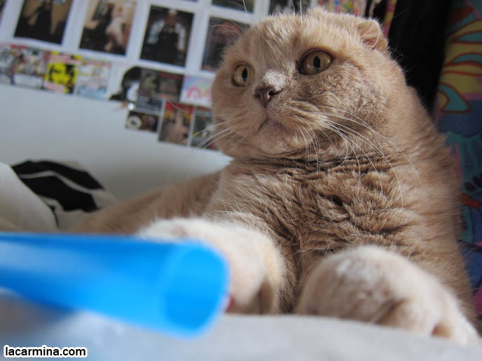 PHOTOS OF CUTEST CAT IN THE WORLD. CONTEST FOR MOST ADORABLE KITTY. CAT SHOW WINNERS. CUTE CAT PLAYING WITH STRAW, PUSHING OBJECTS OFF LEDGE. TIPS FOR PLAYING WITH CATS, FUN TOYS. CATS RARE BREED, FAT CATS, BREEDERS OF COUPARI, TINY FOLDED EARS SCOTTISH FOLD PUREBRED CAT, BEST QUALITY SHOW BREED SCOTTISH FOLDS, CATS WITH NO EARS. sCOTTISH FOLD BREEDER KITTENS, スコティッシュフォールド, 猫