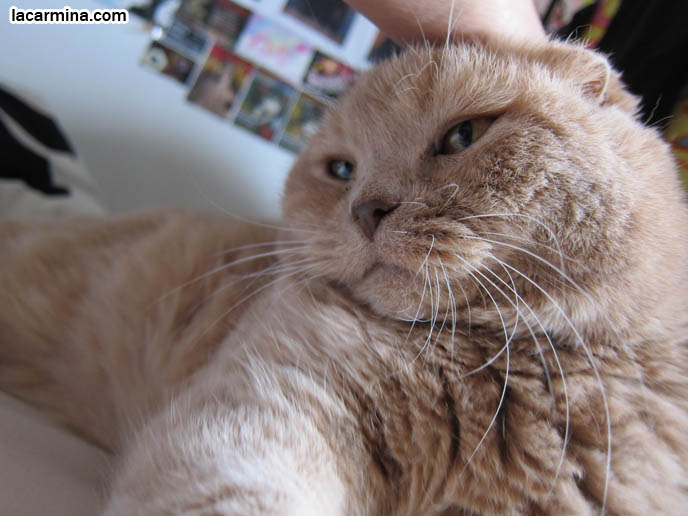 FAT GARFIELD CAT, YELLOW OVERWEIGHT SCOTTISH FOLD. PROFESSIONAL PET PHOTOGRAPHER. PHOTOS OF CUTEST CAT IN THE WORLD. CONTEST FOR MOST ADORABLE KITTY. CAT SHOW WINNERS. CUTE CAT PLAYING WITH STRAW, PUSHING OBJECTS OFF LEDGE. TIPS FOR PLAYING WITH CATS, FUN TOYS. CATS RARE BREED, FAT CATS, BREEDERS OF COUPARI, TINY FOLDED EARS SCOTTISH FOLD PUREBRED CAT, BEST QUALITY SHOW BREED SCOTTISH FOLDS, CATS WITH NO EARS. sCOTTISH FOLD BREEDER KITTENS, スコティッシュフォールド, 猫