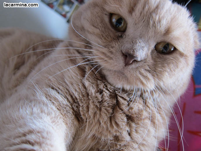FAT GARFIELD CAT, YELLOW OVERWEIGHT SCOTTISH FOLD. PROFESSIONAL PET PHOTOGRAPHER. PHOTOS OF CUTEST CAT IN THE WORLD. CONTEST FOR MOST ADORABLE KITTY. CAT SHOW WINNERS. CUTE CAT PLAYING WITH STRAW, PUSHING OBJECTS OFF LEDGE. TIPS FOR PLAYING WITH CATS, FUN TOYS. CATS RARE BREED, FAT CATS, BREEDERS OF COUPARI, TINY FOLDED EARS SCOTTISH FOLD PUREBRED CAT, BEST QUALITY SHOW BREED SCOTTISH FOLDS, CATS WITH NO EARS. sCOTTISH FOLD BREEDER KITTENS, スコティッシュフォールド, 猫