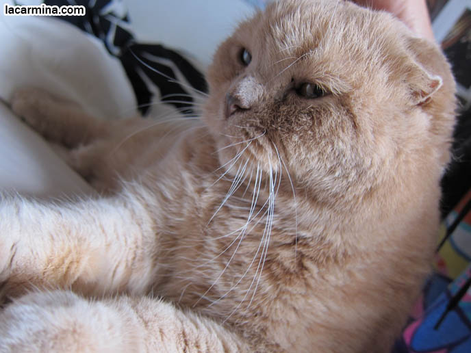 FAT GARFIELD CAT, YELLOW OVERWEIGHT SCOTTISH FOLD. PROFESSIONAL PET PHOTOGRAPHER. PHOTOS OF CUTEST CAT IN THE WORLD. CONTEST FOR MOST ADORABLE KITTY. CAT SHOW WINNERS. CUTE CAT PLAYING WITH STRAW, PUSHING OBJECTS OFF LEDGE. TIPS FOR PLAYING WITH CATS, FUN TOYS. CATS RARE BREED, FAT CATS, BREEDERS OF COUPARI, TINY FOLDED EARS SCOTTISH FOLD PUREBRED CAT, BEST QUALITY SHOW BREED SCOTTISH FOLDS, CATS WITH NO EARS. sCOTTISH FOLD BREEDER KITTENS, スコティッシュフォールド, 猫