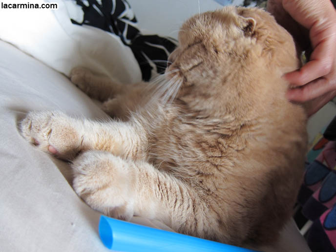 FAT GARFIELD CAT, YELLOW OVERWEIGHT SCOTTISH FOLD. PROFESSIONAL PET PHOTOGRAPHER. PHOTOS OF CUTEST CAT IN THE WORLD. CONTEST FOR MOST ADORABLE KITTY. CAT SHOW WINNERS. CUTE CAT PLAYING WITH STRAW, PUSHING OBJECTS OFF LEDGE. TIPS FOR PLAYING WITH CATS, FUN TOYS. CATS RARE BREED, FAT CATS, BREEDERS OF COUPARI, TINY FOLDED EARS SCOTTISH FOLD PUREBRED CAT, BEST QUALITY SHOW BREED SCOTTISH FOLDS, CATS WITH NO EARS. sCOTTISH FOLD BREEDER KITTENS, スコティッシュフォールド, 猫