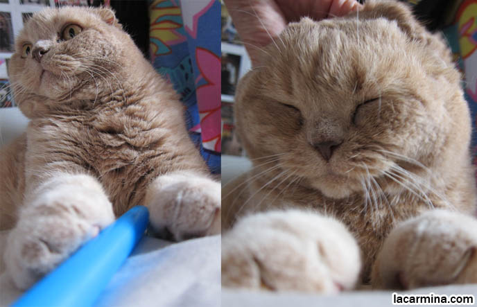 FAT GARFIELD CAT, YELLOW OVERWEIGHT SCOTTISH FOLD. PROFESSIONAL PET PHOTOGRAPHER. PHOTOS OF CUTEST CAT IN THE WORLD. CONTEST FOR MOST ADORABLE KITTY. CAT SHOW WINNERS. CUTE CAT PLAYING WITH STRAW, PUSHING OBJECTS OFF LEDGE. TIPS FOR PLAYING WITH CATS, FUN TOYS. CATS RARE BREED, FAT CATS, BREEDERS OF COUPARI, TINY FOLDED EARS SCOTTISH FOLD PUREBRED CAT, BEST QUALITY SHOW BREED SCOTTISH FOLDS, CATS WITH NO EARS. sCOTTISH FOLD BREEDER KITTENS, スコティッシュフォールド, 猫