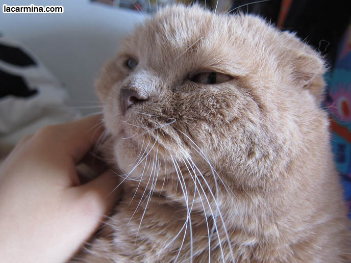 FAT GARFIELD CAT, YELLOW OVERWEIGHT SCOTTISH FOLD. PROFESSIONAL PET PHOTOGRAPHER. PHOTOS OF CUTEST CAT IN THE WORLD. CONTEST FOR MOST ADORABLE KITTY. CAT SHOW WINNERS. CUTE CAT PLAYING WITH STRAW, PUSHING OBJECTS OFF LEDGE. TIPS FOR PLAYING WITH CATS, FUN TOYS. CATS RARE BREED, FAT CATS, BREEDERS OF COUPARI, TINY FOLDED EARS SCOTTISH FOLD PUREBRED CAT, BEST QUALITY SHOW BREED SCOTTISH FOLDS, CATS WITH NO EARS. sCOTTISH FOLD BREEDER KITTENS, スコティッシュフォールド, 猫