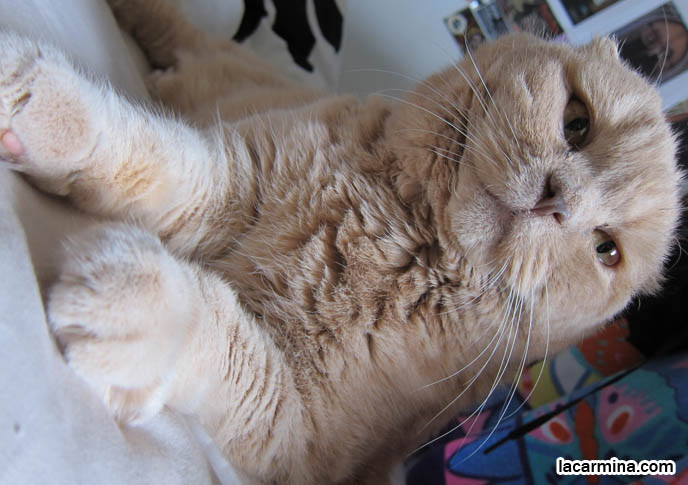 CAT SLEEPING ON BED, SNUGGLING, LYING DOWN WITH CLOSED EYES. AFFECTIONATE TAME CATS. FAT GARFIELD CAT, YELLOW OVERWEIGHT SCOTTISH FOLD. PROFESSIONAL PET PHOTOGRAPHER. PHOTOS OF CUTEST CAT IN THE WORLD. CONTEST FOR MOST ADORABLE KITTY. CATS RARE BREED, FAT CATS, BREEDERS OF COUPARI, TINY FOLDED EARS SCOTTISH FOLD PUREBRED CAT, BEST QUALITY SHOW BREED SCOTTISH FOLDS, CATS WITH NO EARS. sCOTTISH FOLD BREEDER KITTENS, スコティッシュフォールド, 猫