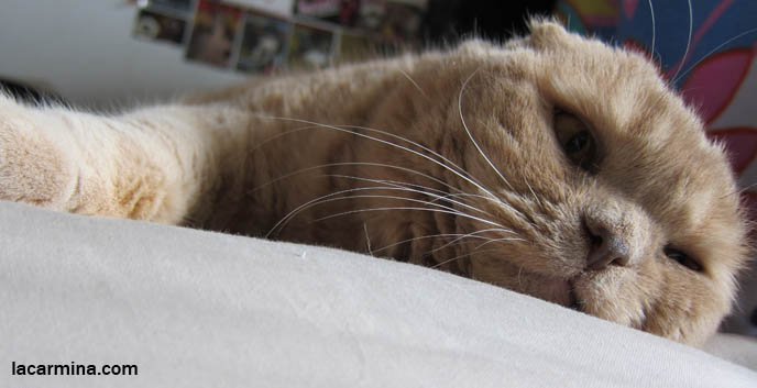 CAT SLEEPING ON BED, SNUGGLING, LYING DOWN WITH CLOSED EYES. AFFECTIONATE TAME CATS. FAT GARFIELD CAT, YELLOW OVERWEIGHT SCOTTISH FOLD. PROFESSIONAL PET PHOTOGRAPHER. PHOTOS OF CUTEST CAT IN THE WORLD. CONTEST FOR MOST ADORABLE KITTY. CATS RARE BREED, FAT CATS, BREEDERS OF COUPARI, TINY FOLDED EARS SCOTTISH FOLD PUREBRED CAT, BEST QUALITY SHOW BREED SCOTTISH FOLDS, CATS WITH NO EARS. sCOTTISH FOLD BREEDER KITTENS, スコティッシュフォールド, 猫