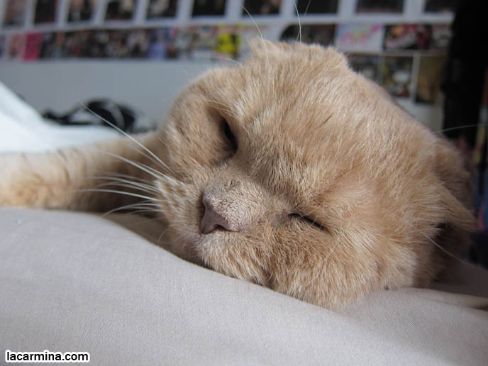 CAT SLEEPING ON BED, SNUGGLING, LYING DOWN WITH CLOSED EYES. AFFECTIONATE TAME CATS. FAT GARFIELD CAT, YELLOW OVERWEIGHT SCOTTISH FOLD. PROFESSIONAL PET PHOTOGRAPHER. PHOTOS OF CUTEST CAT IN THE WORLD. CONTEST FOR MOST ADORABLE KITTY. CATS RARE BREED, FAT CATS, BREEDERS OF COUPARI, TINY FOLDED EARS SCOTTISH FOLD PUREBRED CAT, BEST QUALITY SHOW BREED SCOTTISH FOLDS, CATS WITH NO EARS. sCOTTISH FOLD BREEDER KITTENS, スコティッシュフォールド, 猫