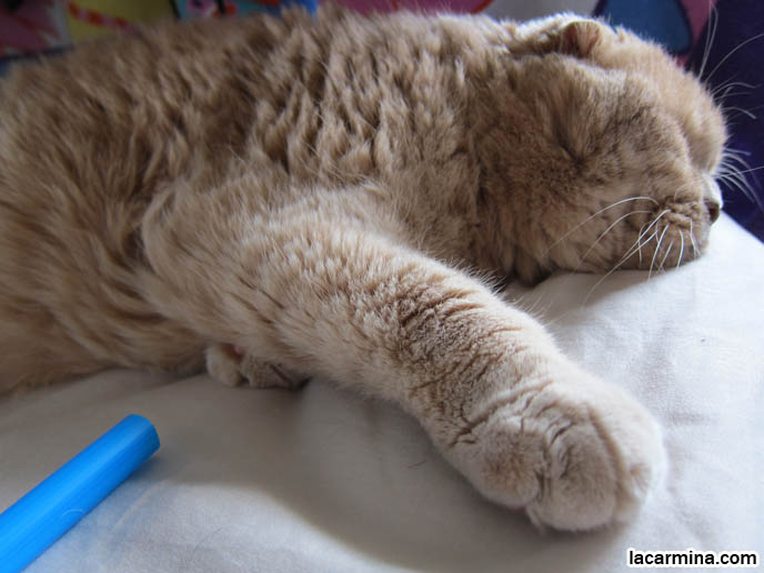 CAT SLEEPING ON BED, SNUGGLING, LYING DOWN WITH CLOSED EYES. AFFECTIONATE TAME CATS. FAT GARFIELD CAT, YELLOW OVERWEIGHT SCOTTISH FOLD. PROFESSIONAL PET PHOTOGRAPHER. PHOTOS OF CUTEST CAT IN THE WORLD. CONTEST FOR MOST ADORABLE KITTY. CATS RARE BREED, FAT CATS, BREEDERS OF COUPARI, TINY FOLDED EARS SCOTTISH FOLD PUREBRED CAT, BEST QUALITY SHOW BREED SCOTTISH FOLDS, CATS WITH NO EARS. sCOTTISH FOLD BREEDER KITTENS, スコティッシュフォールド, 猫