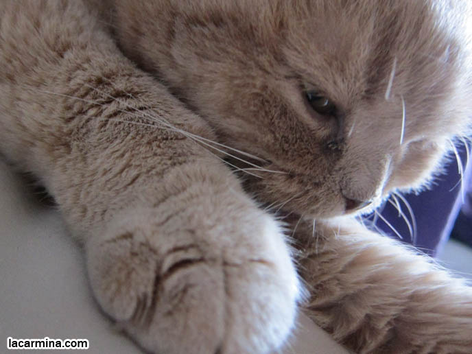 CATS WASHING FACE, CLEAN SCOTTISH FOLD KITTEN. LICKING PAWS, PINK TONGUE, BIG FEET. CAT SLEEPING ON BED, SNUGGLING, LYING DOWN WITH CLOSED EYES. AFFECTIONATE TAME CATS. FAT GARFIELD CAT, YELLOW OVERWEIGHT SCOTTISH FOLD. PROFESSIONAL PET PHOTOGRAPHER. PHOTOS OF CUTEST CAT IN THE WORLD. CONTEST FOR MOST ADORABLE KITTY. CATS RARE BREED, FAT CATS, BREEDERS OF COUPARI, TINY FOLDED EARS SCOTTISH FOLD PUREBRED CAT, BEST QUALITY SHOW BREED SCOTTISH FOLDS, CATS WITH NO EARS. sCOTTISH FOLD BREEDER KITTENS, スコティッシュフォールド, 猫